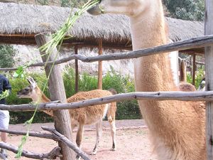 Peru 626
