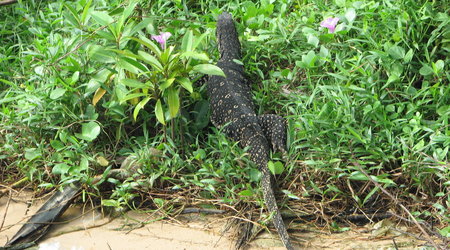 Waran – Safari po rzece Bentotaganga, Sri Lanka