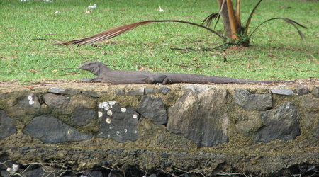 Wylegujący się waran – Safari po rzece Bentotaganga, Sri Lanka