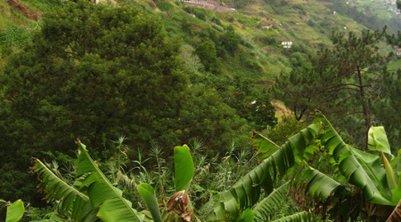 Widok z "Levady I" – Funchal, Portugalia