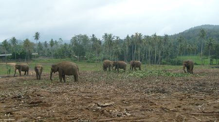 Słonie – Sri Lanka