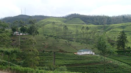 W krainie herbaty – Sri Lanka