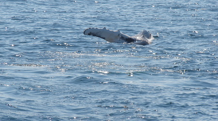 Wieloryb – Provincetown, Stany Zjednoczone Ameryki