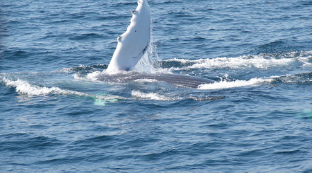 Wieloryb 2 – Provincetown, Stany Zjednoczone Ameryki