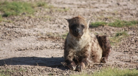 Hiena – Amboseli, Kenia