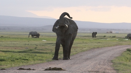 Moja droga2 – Amboseli, Kenia