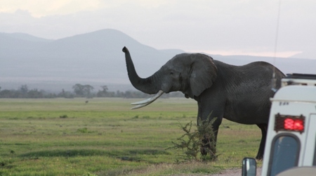 Moja droga – Amboseli, Kenia