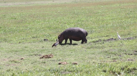 Maly hipek – Amboseli, Kenia