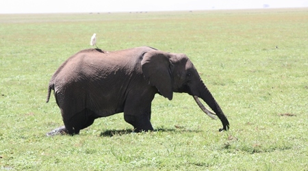 Pasazer na gape – Amboseli, Kenia