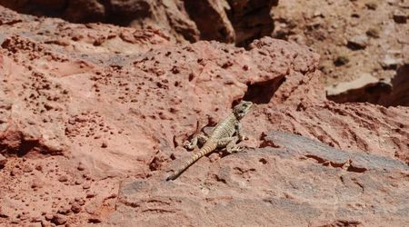 tubylec – Wadi musa, Jordania