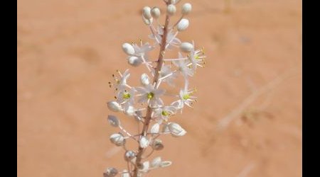 *** – Wadi rum, Jordania