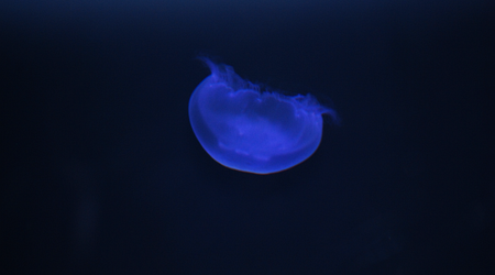 Siam Ocean World – Bangkok, Tajlandia