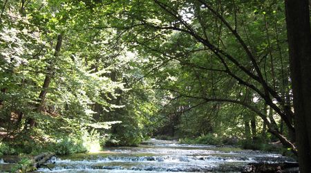 Rezerwat Szumy nad Tanwią – Susiec, Polska