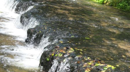 Rezerwat Szumy nad Tanwią – Susiec, Polska