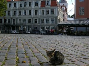 miasto kocików