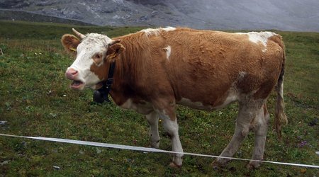 Milka w Szwajcarii :-) – Lauterbrunnen, Szwajcaria