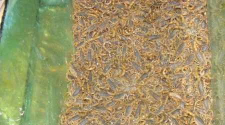 Chińska kuchnia  [4113] – Yiwu, Chiny