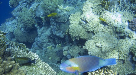 Rafa koralowa - Sharm el Sheikh – Egipt