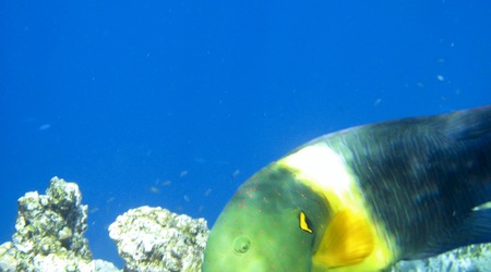 Rafa koralowa - Sharm el Sheikh – Egipt