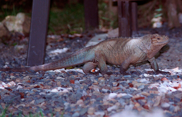 iguana z parku Manati - Punta Cana