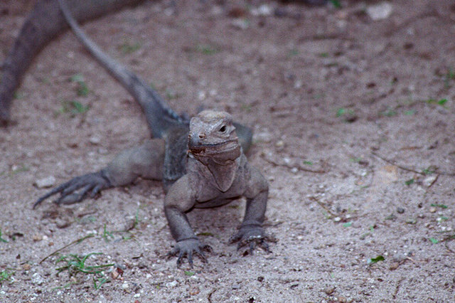 iguana z parku Manati - Punta Cana