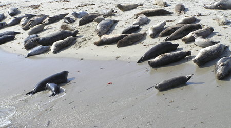La Jolla, USA-dzikie foczki – Kalifornia, Stany Zjednoczone Ameryki