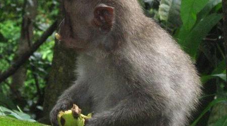 Mieszkaniec Ubud, Bali – Indonezja