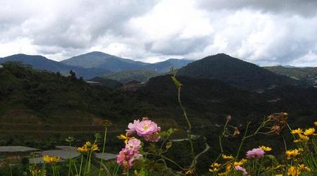 Nieopodal Cameron Highlands, malezyjskich pól herbacianych – Malezja