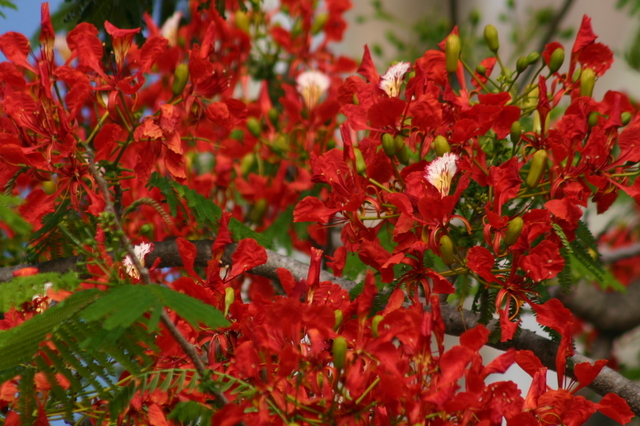 Kwitnący flamboyant