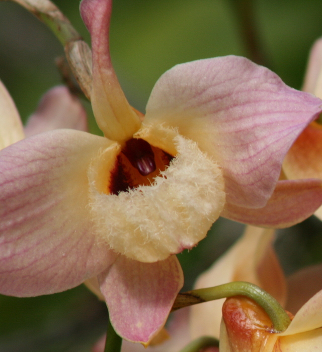 Orchidea w Ogrodzie Botanicznym