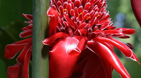 Kwiat imbiru ananasowego – Rio de Janeiro, Brazylia
