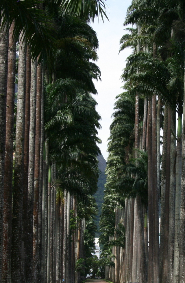 Aleja palm królewskich