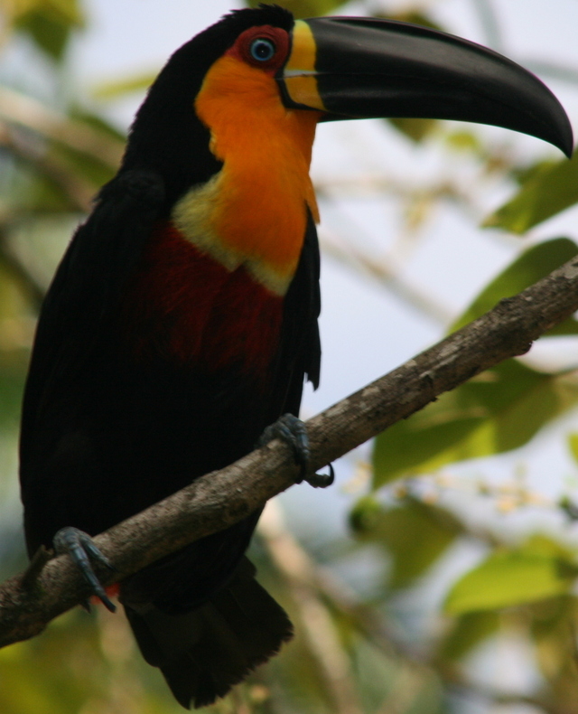 Tukan