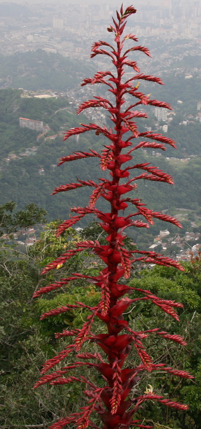 Panorama Rio z Corcowado