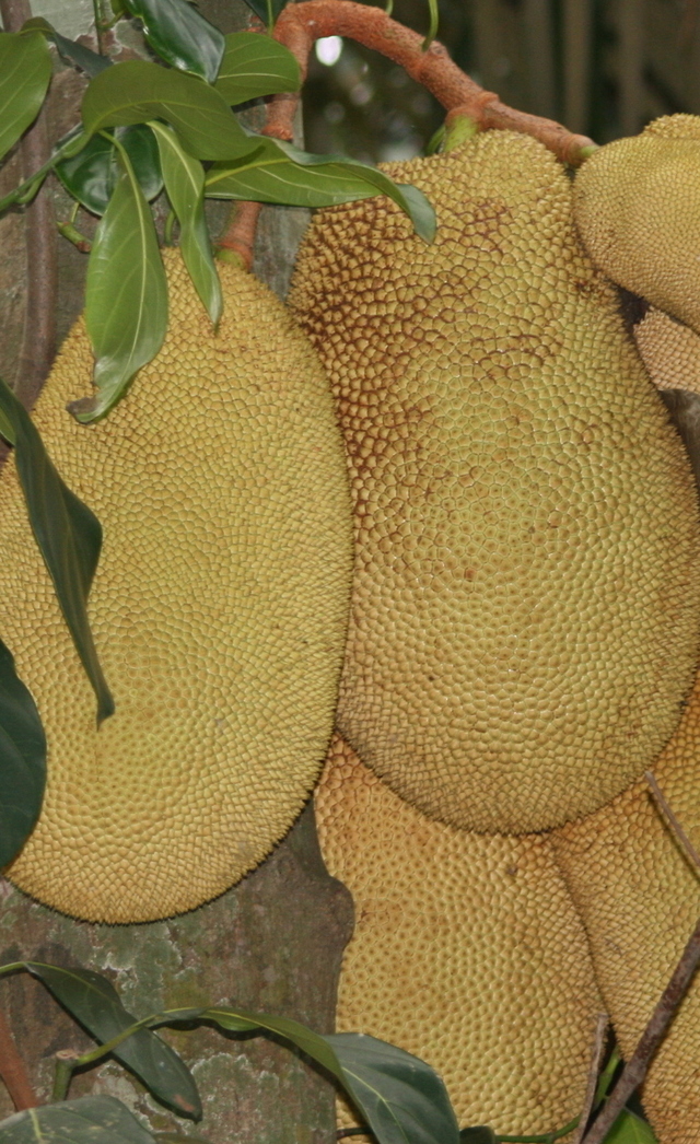 Owoce jack fruit