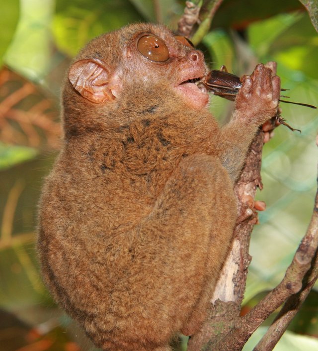 Małpka tarsier