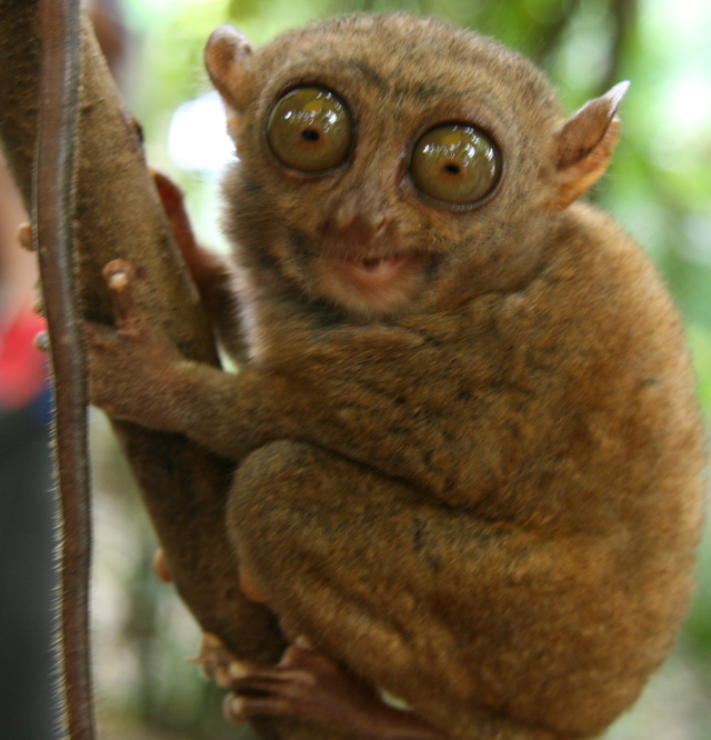 Małpka tarsier