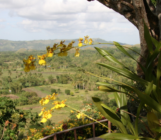 Panorama wyspy Bohol