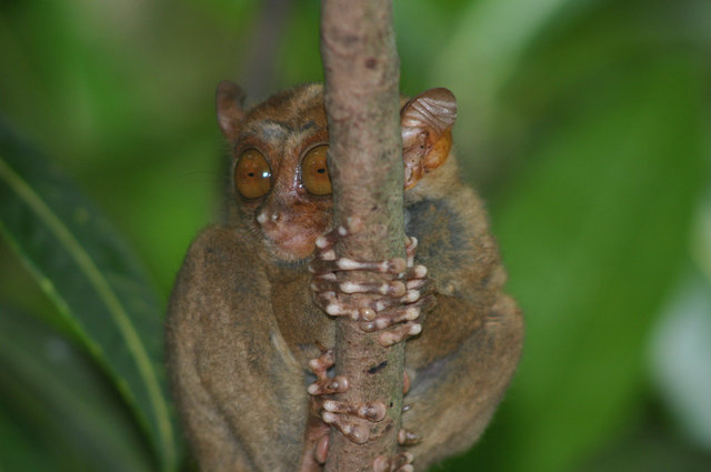 Małpka tarsier