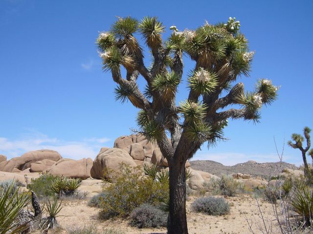 California 152