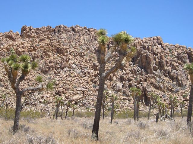 California 164