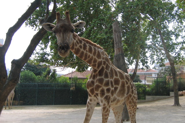 38339 - Lizbona