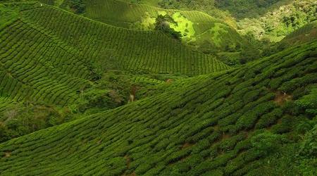 Pola herbaciane w Cameron Highlands, Malezja