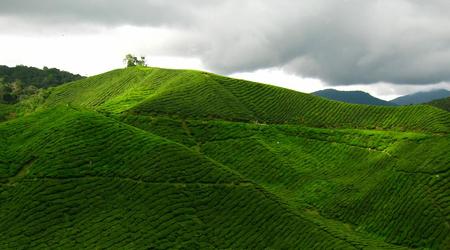 Cameron Highlands, Malezja – Glob