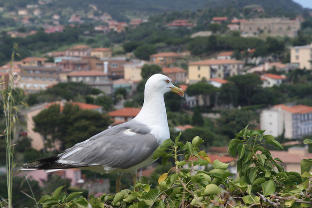 Portoferraio