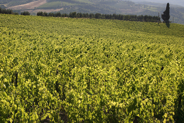 Greve in Chianti