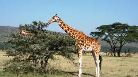 Na stołówce ...[5254] – Masai Mara, Kenia