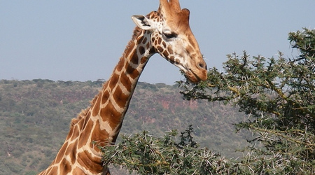 Ostra przekąska ... [5263] – Masai Mara, Kenia