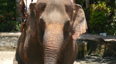 39423 - Bali – Indonezja