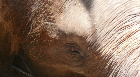 39424 - Bali – Indonezja